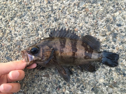 メバルの釣果