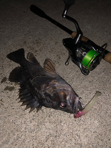 クロソイの釣果