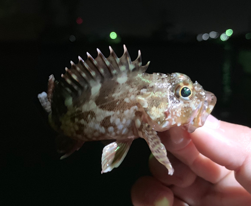 オオモンハタの釣果