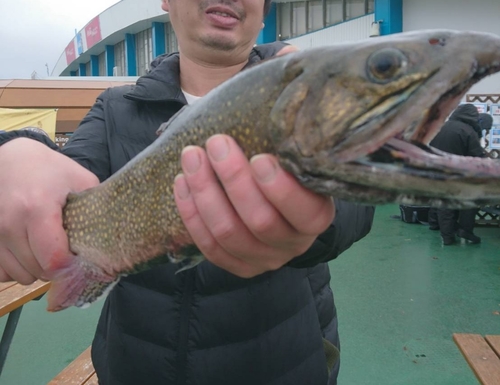 ブルックトラウトの釣果