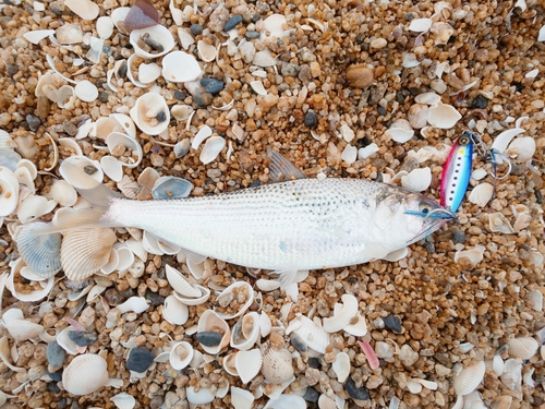 コノシロの釣果