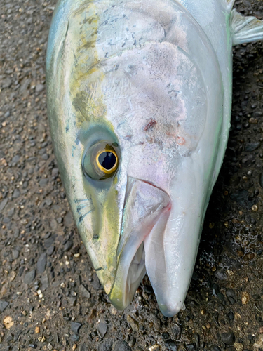 ブリの釣果