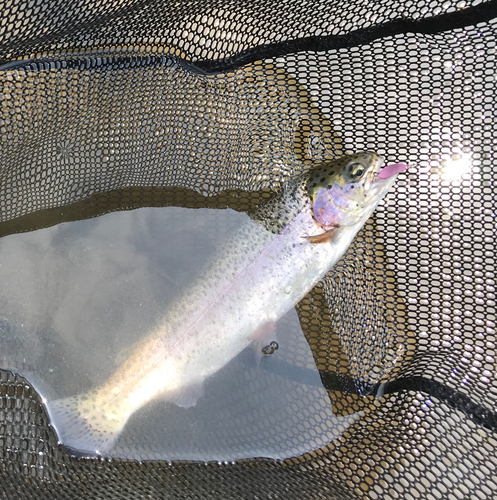 ニジマスの釣果