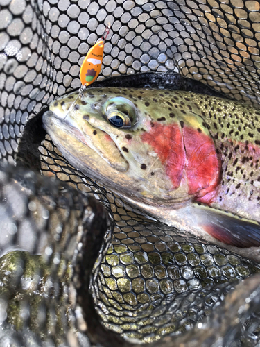 ニジマスの釣果