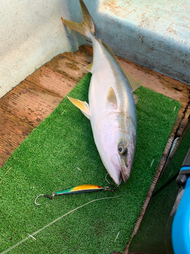 ワラサの釣果