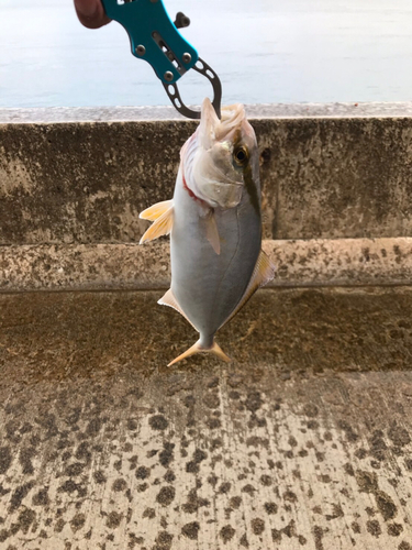 カンパチの釣果