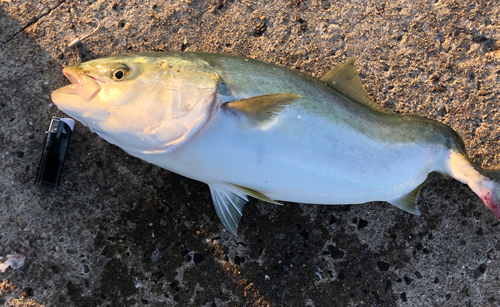 ヒラスの釣果