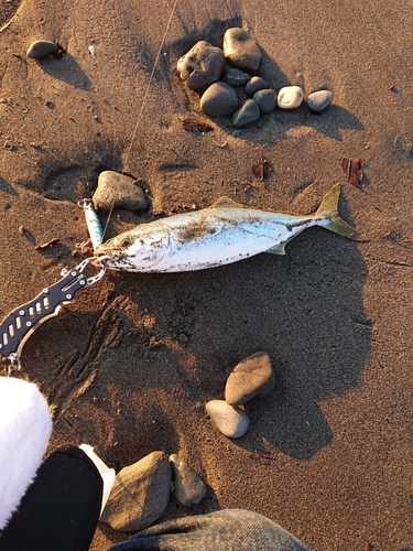 イナダの釣果