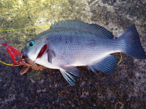 メジナの釣果