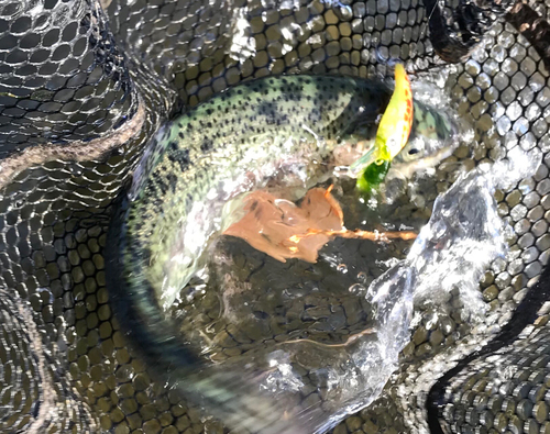 ニジマスの釣果