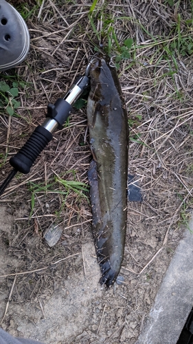 ニホンナマズの釣果