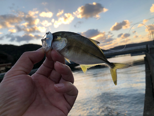 ギンガメアジの釣果