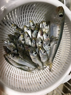 マイワシの釣果