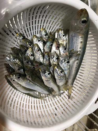 マイワシの釣果