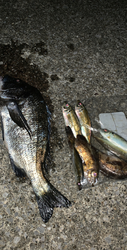 アカメバルの釣果