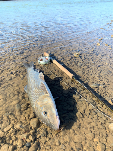 ニゴイの釣果