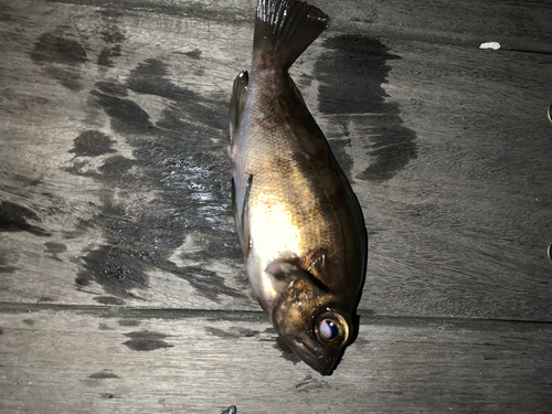 アカメバルの釣果