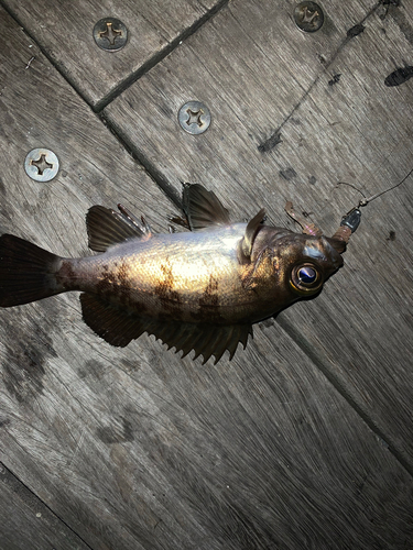 アカメバルの釣果