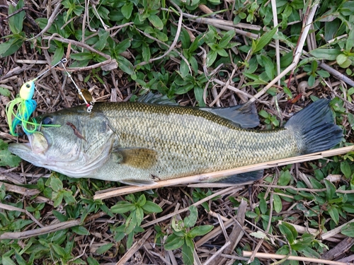 ブラックバスの釣果