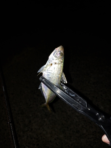 マアジの釣果