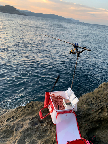 グレの釣果