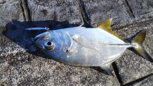 ギンガメアジの釣果