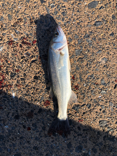 セイゴ（マルスズキ）の釣果