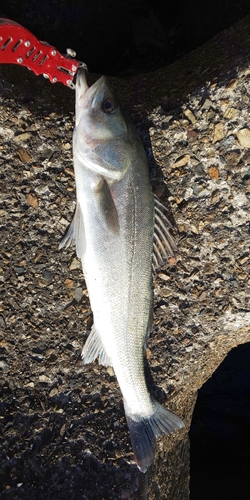 フッコ（マルスズキ）の釣果