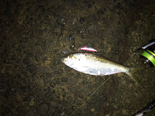 コノシロの釣果