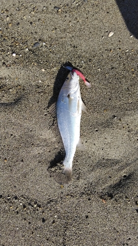 ニベの釣果