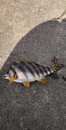 タカノハダイの釣果