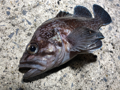 マゾイの釣果