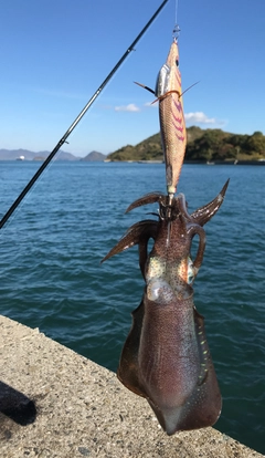 アオリイカの釣果