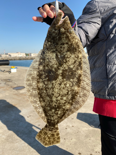 ヒラメの釣果