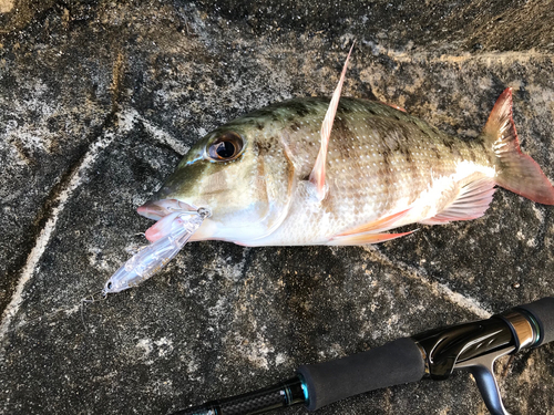 ハマフエフキダイの釣果