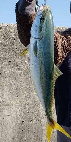 ツバスの釣果