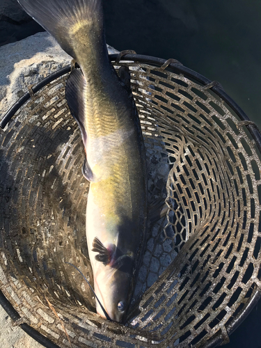 ナマズの釣果