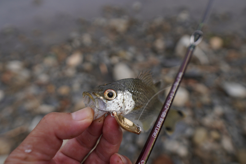 オオクチユゴイの釣果