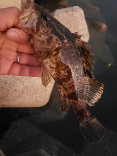 タケノコメバルの釣果