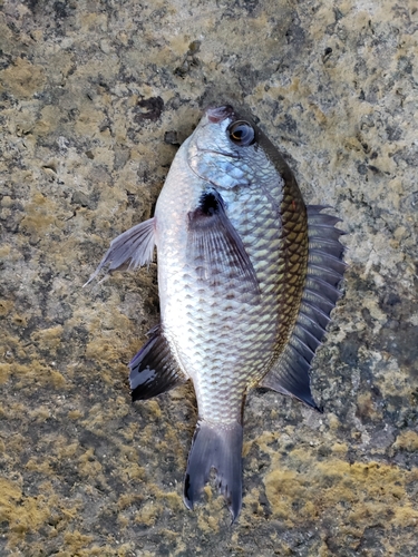 スズメダイの釣果