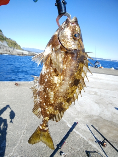 アイゴの釣果