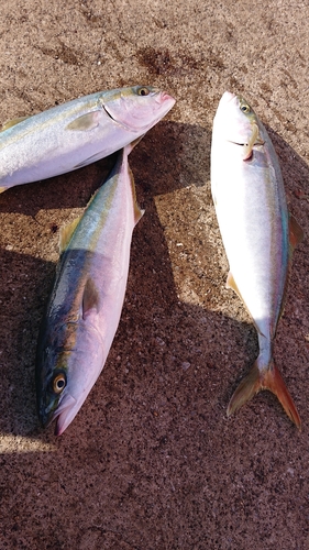 イナダの釣果