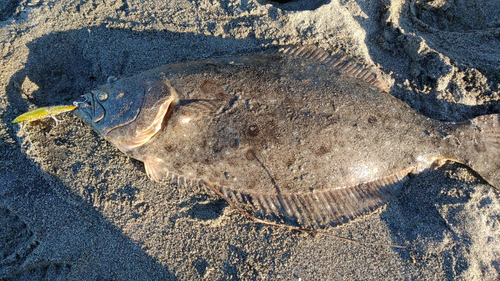 ヒラメの釣果