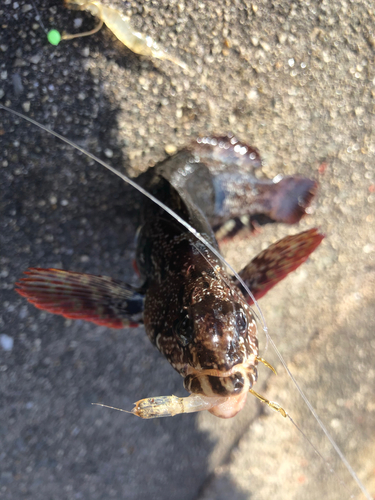 クジメの釣果