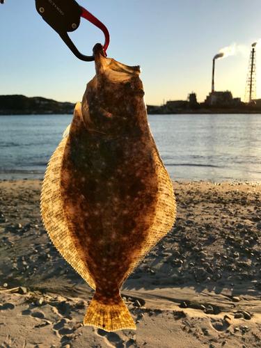 ヒラメの釣果