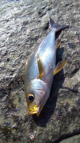 イサキの釣果