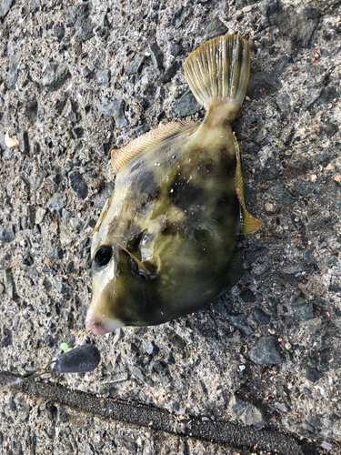 カワハギの釣果