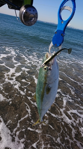 ワカシの釣果