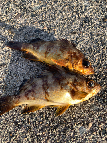 アカメバルの釣果