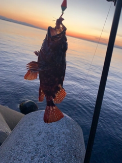 カサゴの釣果